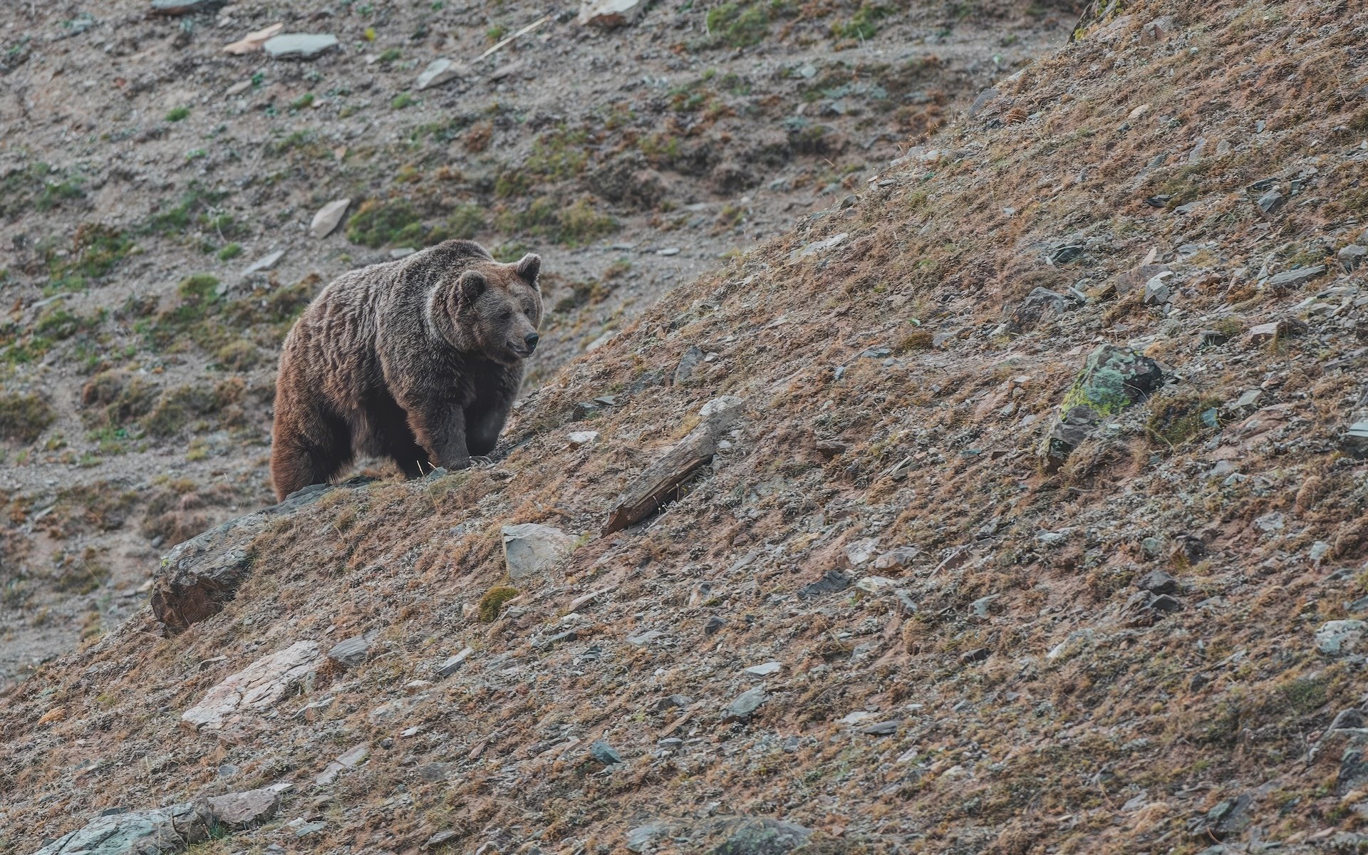 Himalayan_Brown_bear_9