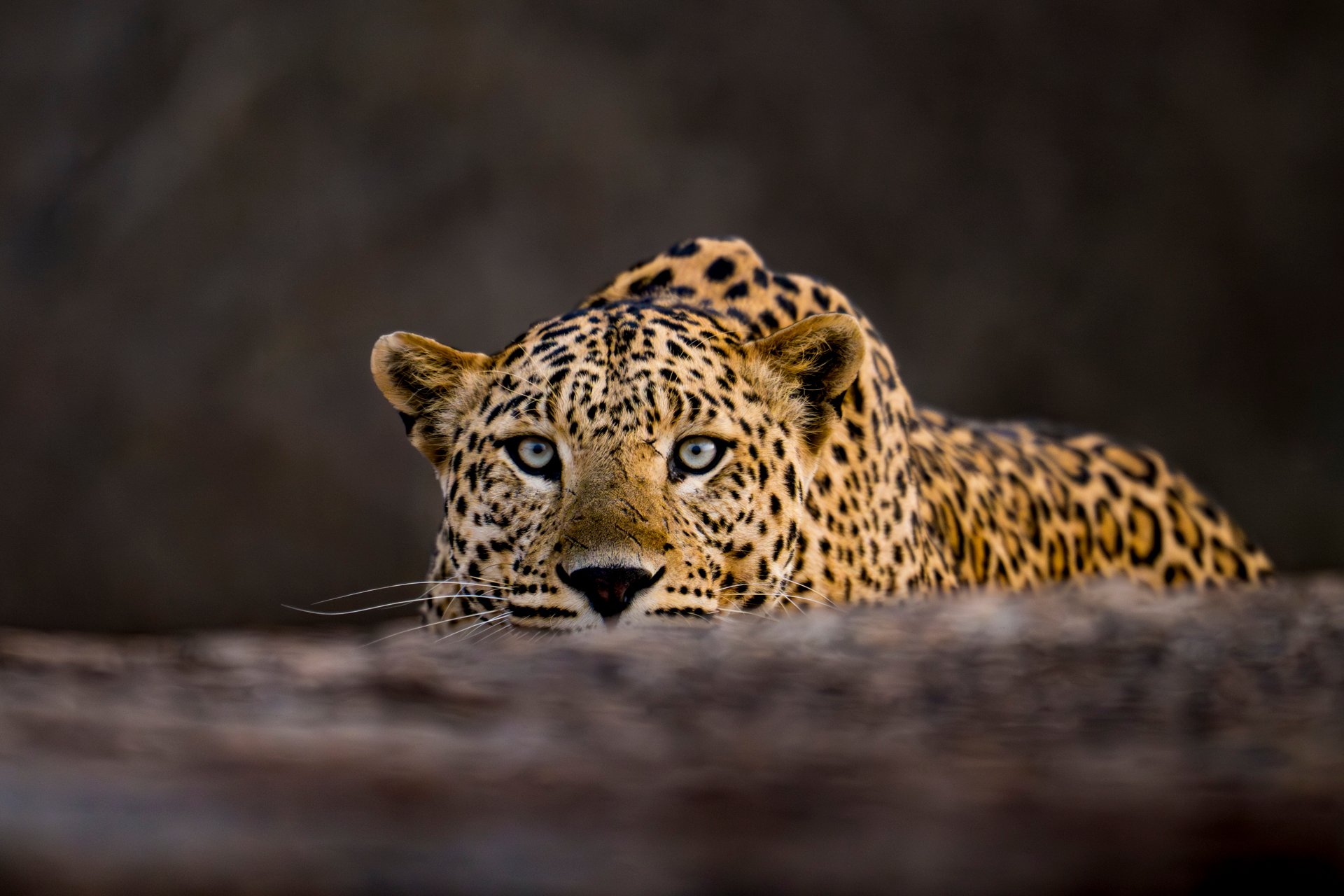 india_leopard_safaris25